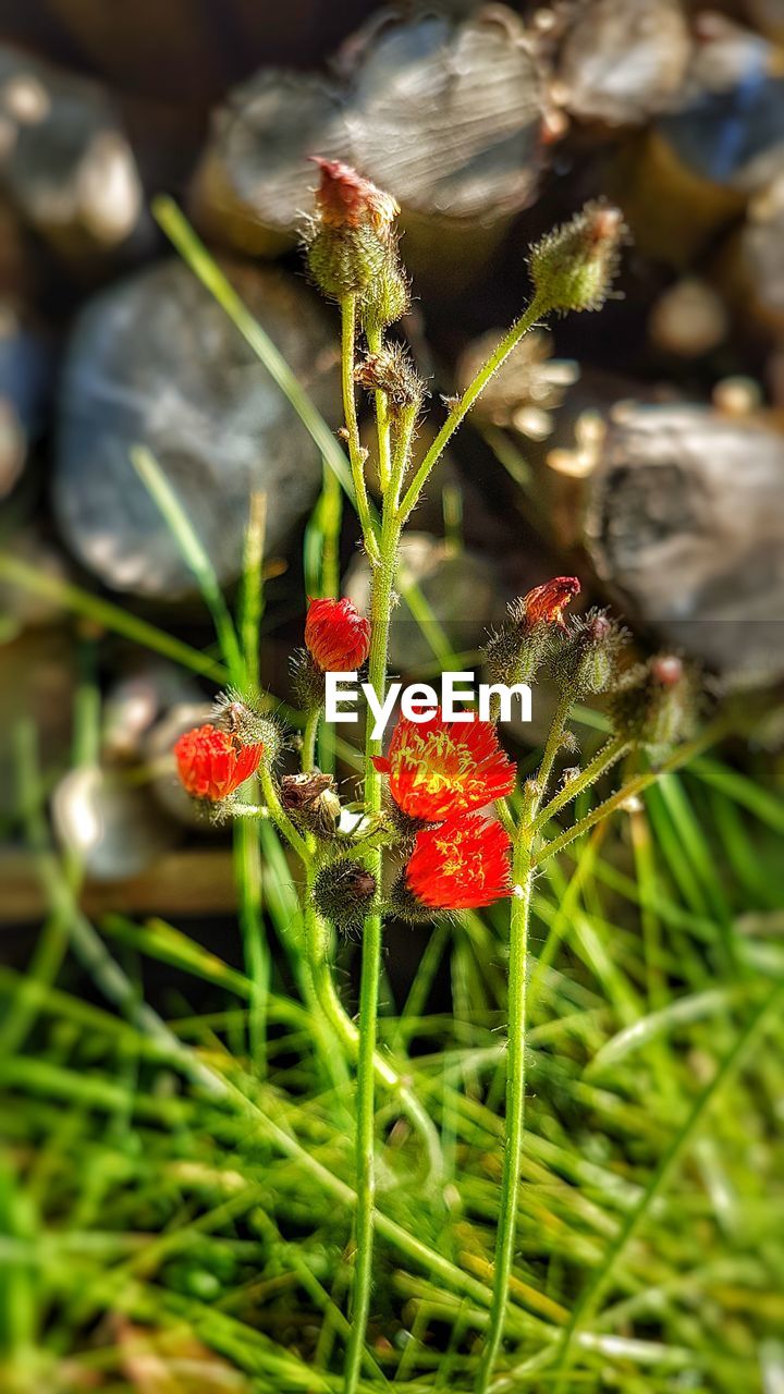 CLOSE-UP OF FLOWERS AND PLANTS