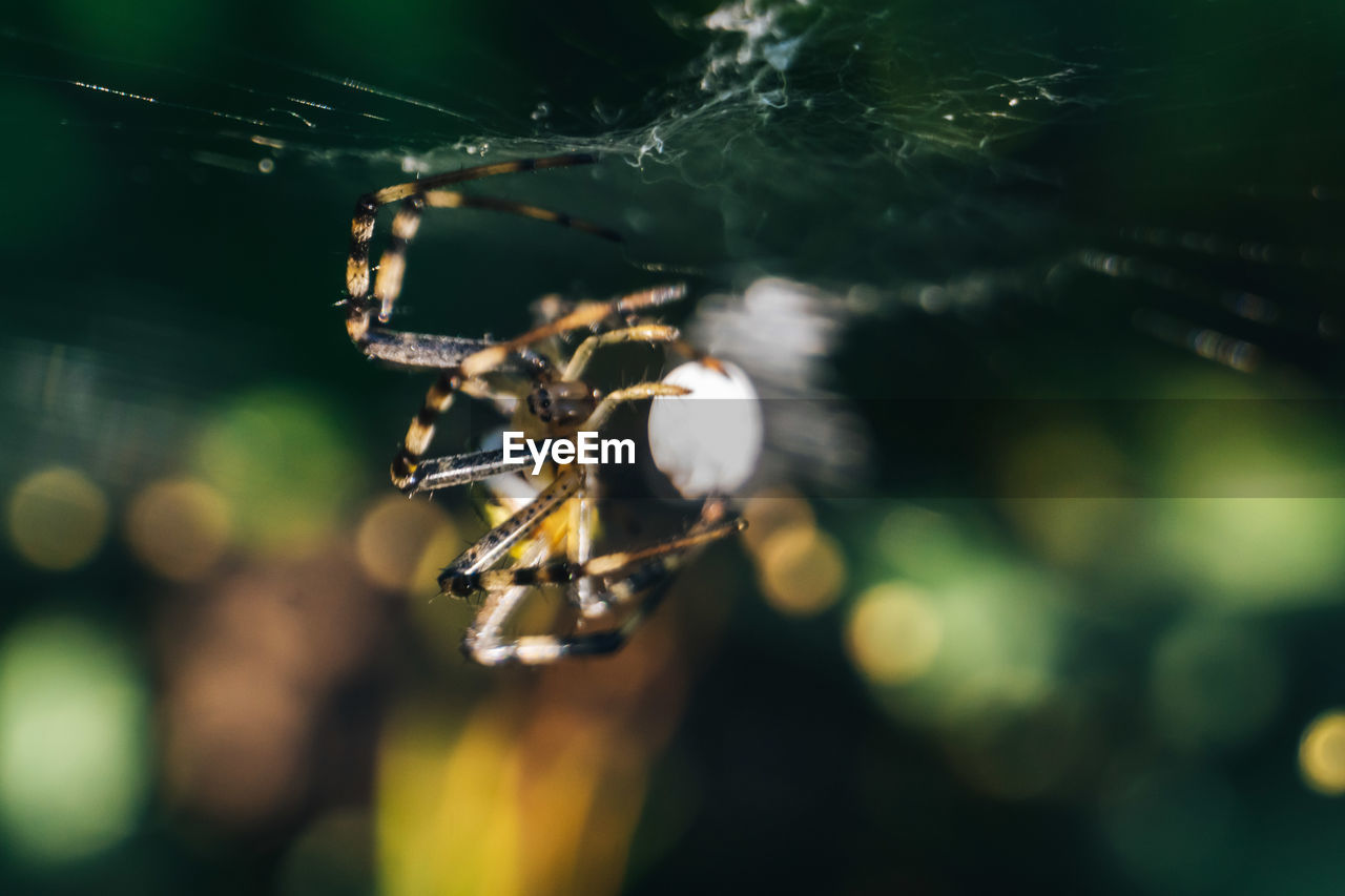 Close-up of spider on web