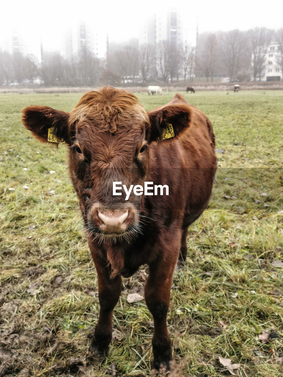 PORTRAIT OF COW STANDING IN FIELD