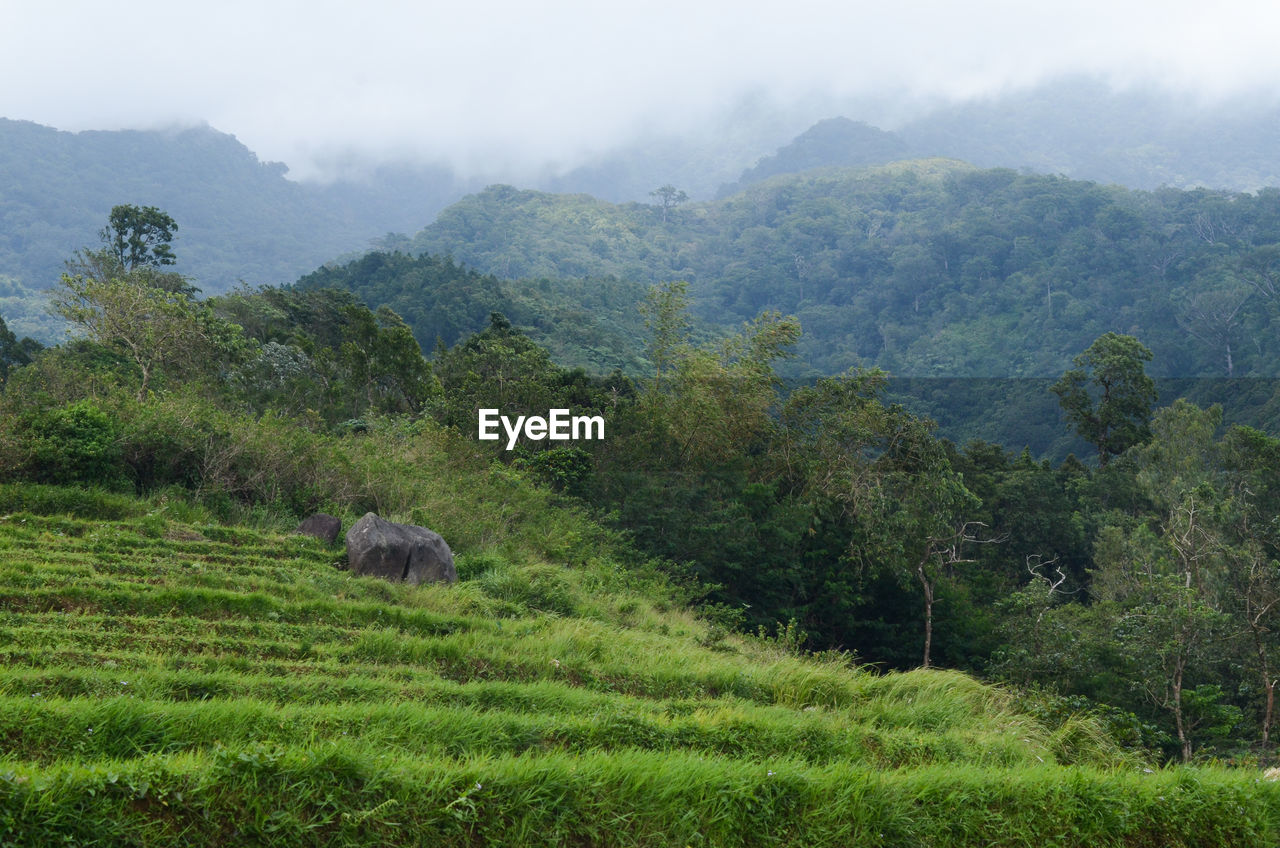 Rice terraces of don salvador benedicto, negros occidental, phillippines