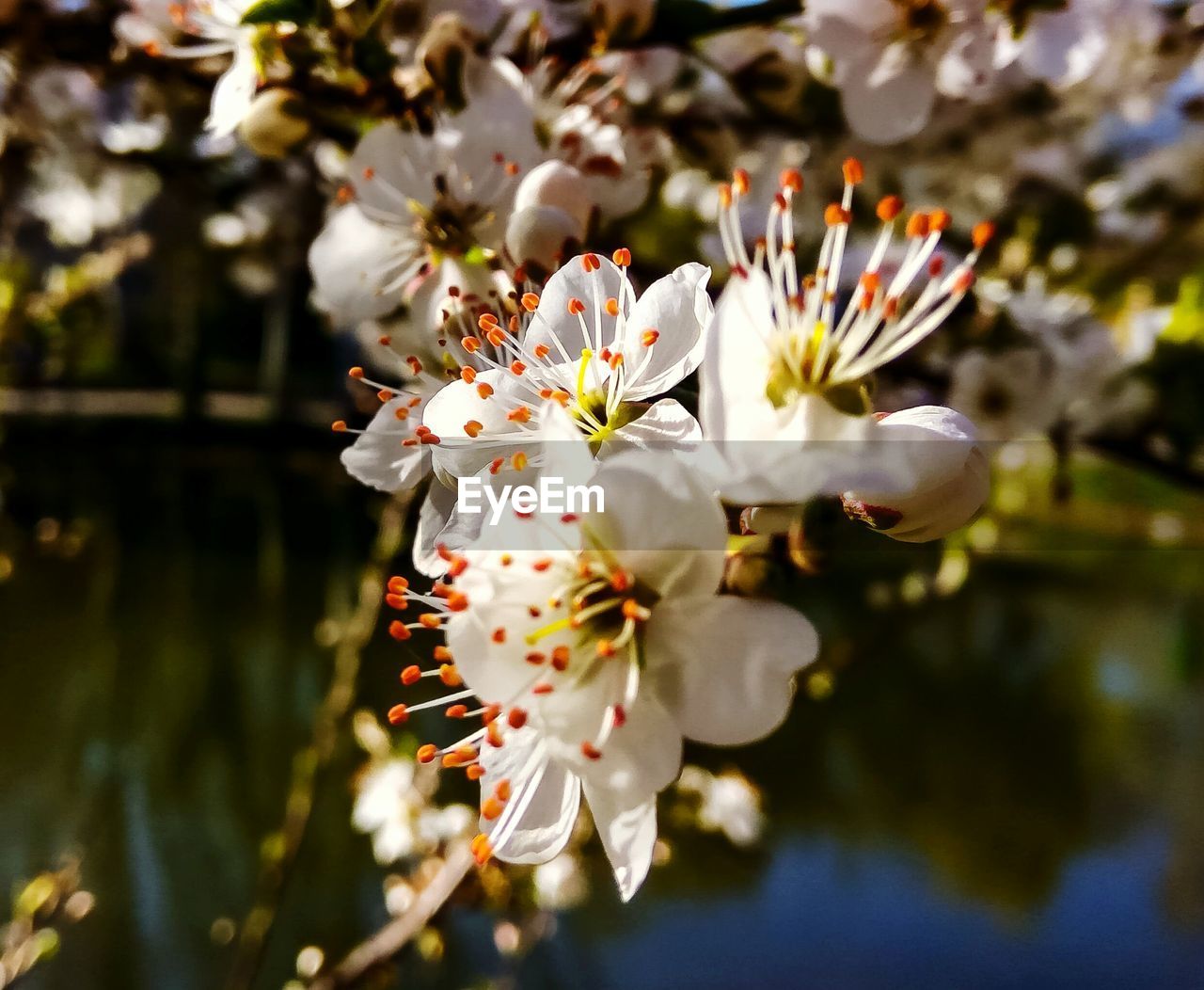 Close-up of white flowers