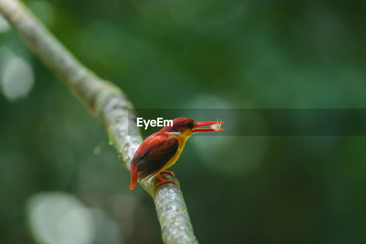 CLOSE-UP OF BIRD PERCHING ON LEAF