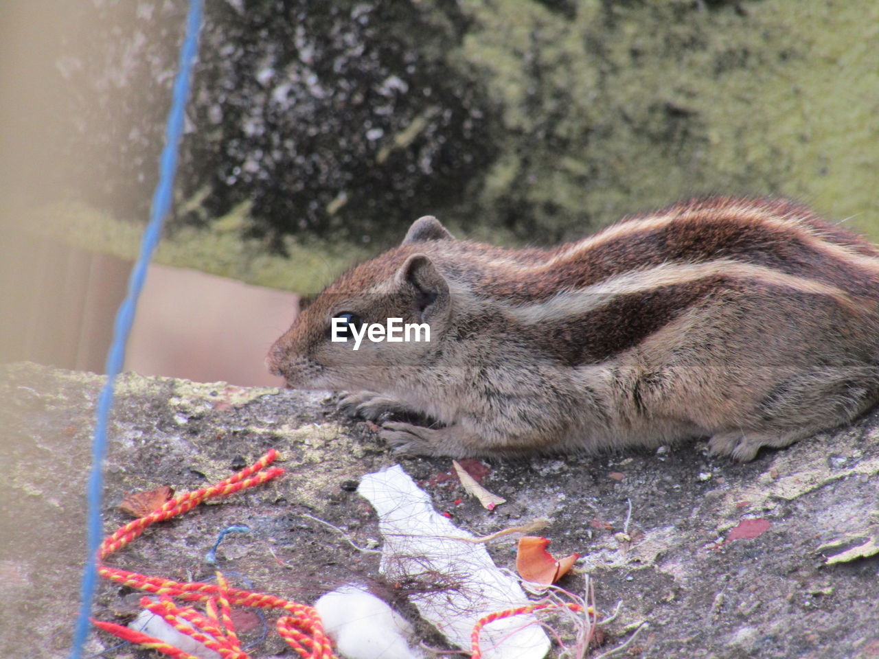 Close-up of squirrel eating food