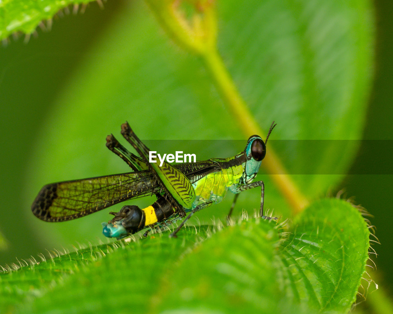 CLOSE-UP OF INSECT ON GREEN LEAF