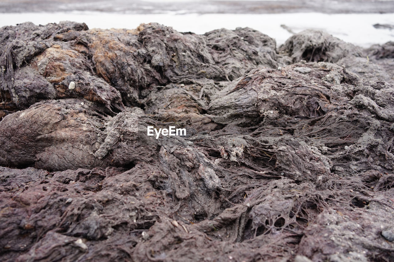 Smelly rotting algae at baltic sea beach in summer