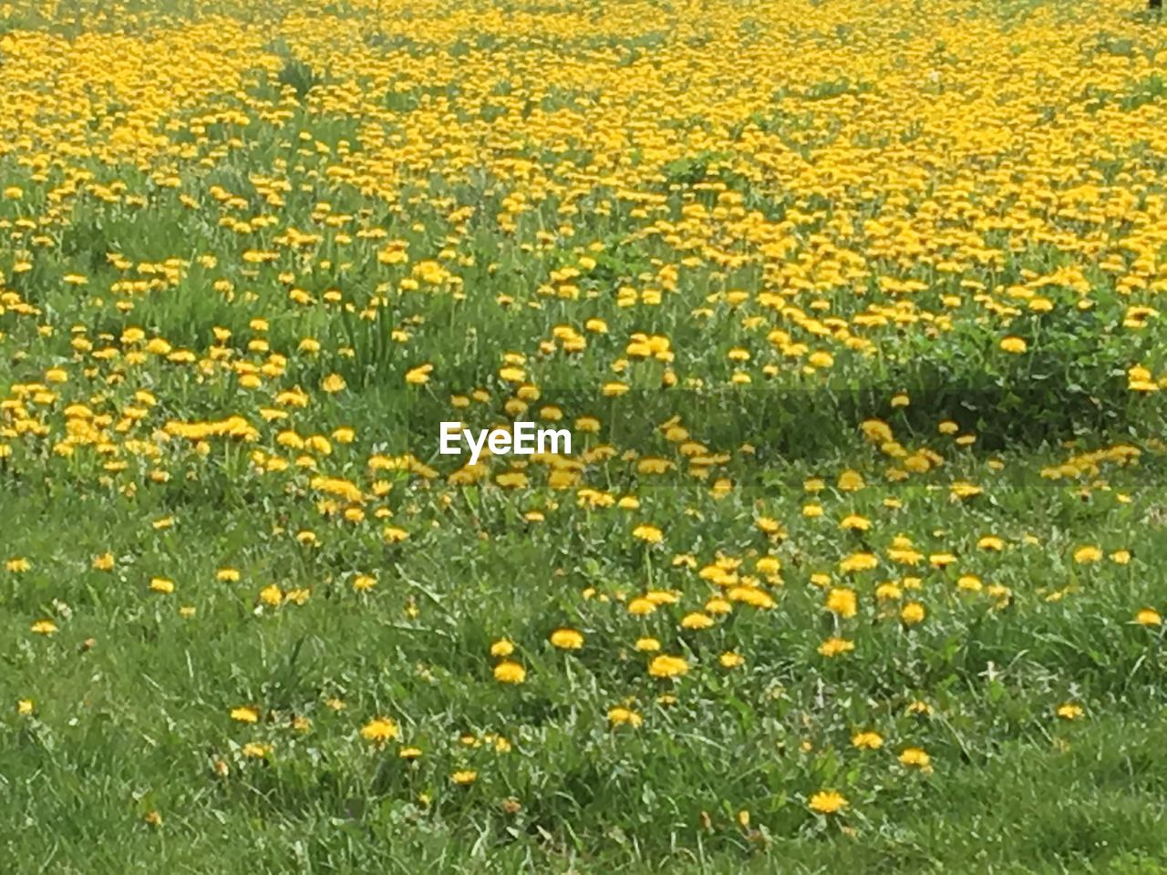 FULL FRAME SHOT OF OILSEED RAPE FIELD