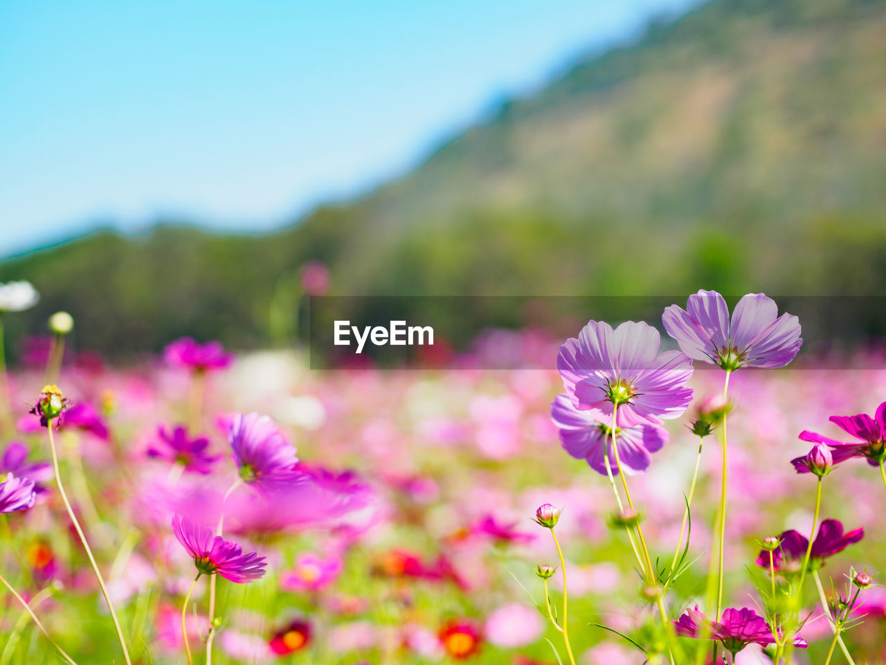 Close-up of pink flowers growing in park