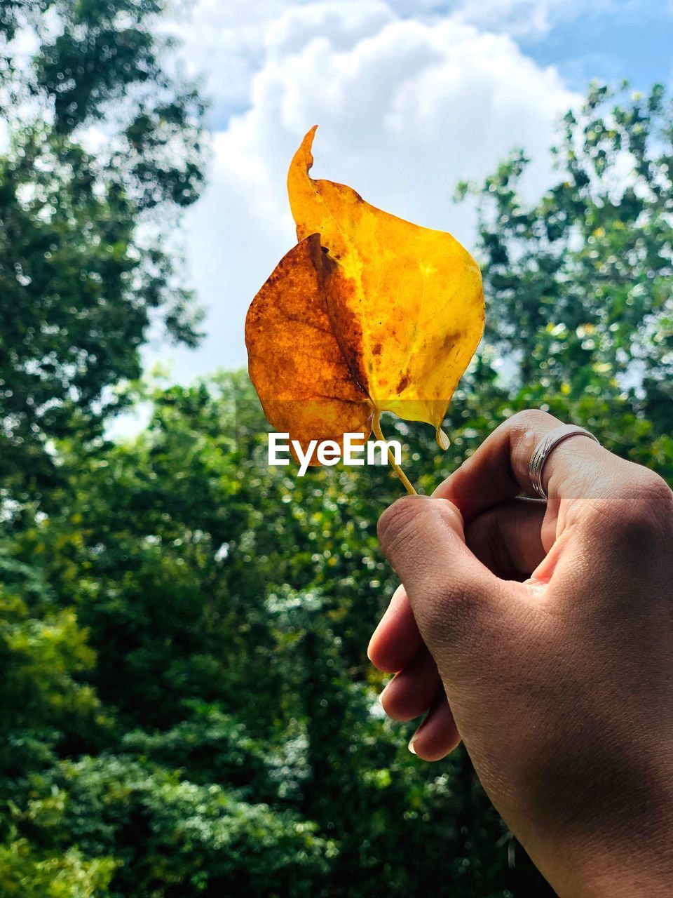 Cropped hand of person holding dry leaf against trees