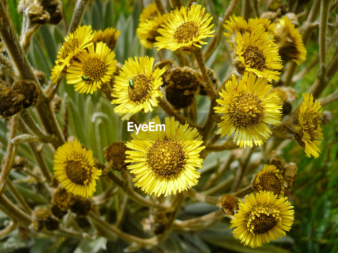 Close-up of yellow flowers blooming outdoors