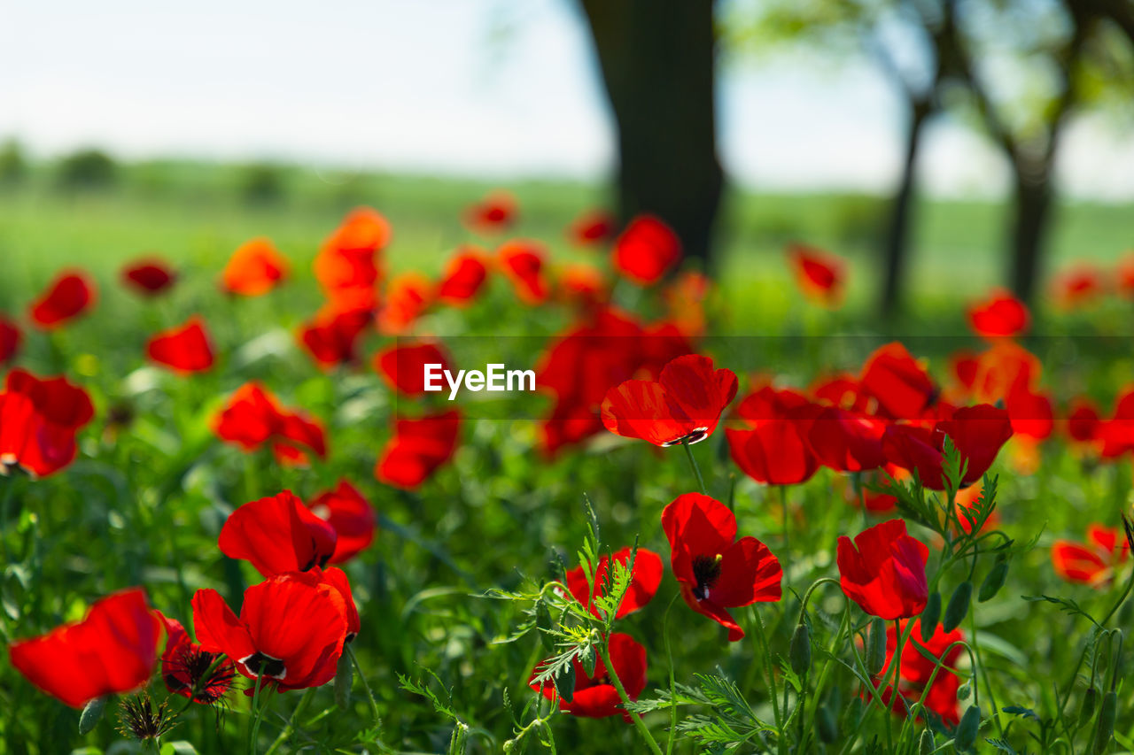 CLOSE-UP OF RED POPPIES ON FIELD