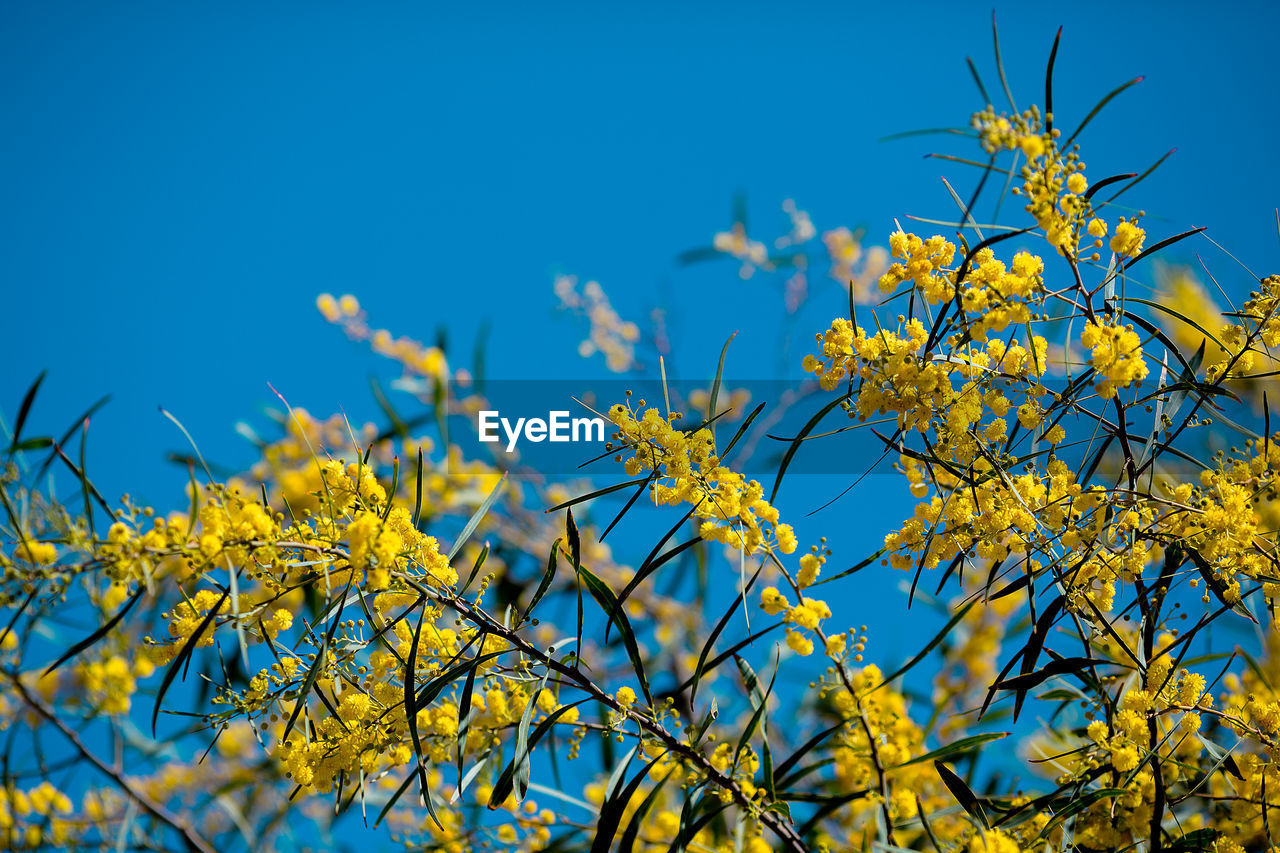 LOW ANGLE VIEW OF FLOWERING PLANT AGAINST BLUE SKY