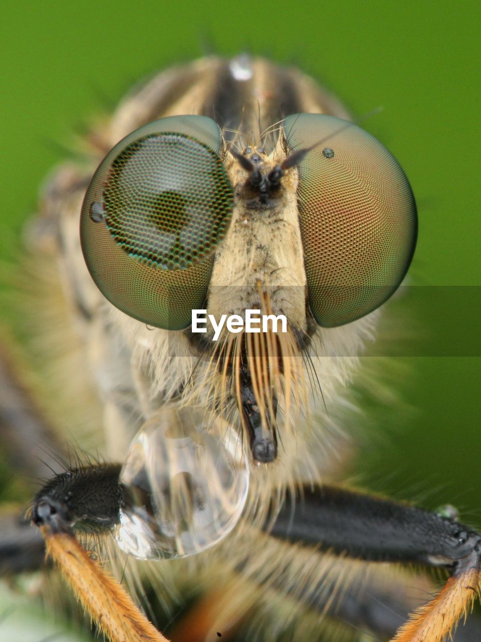 Extreem close up of robberfly with dew