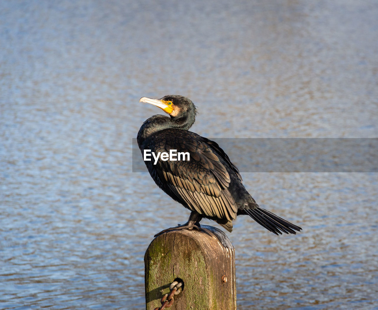 Bird perching on wooden post