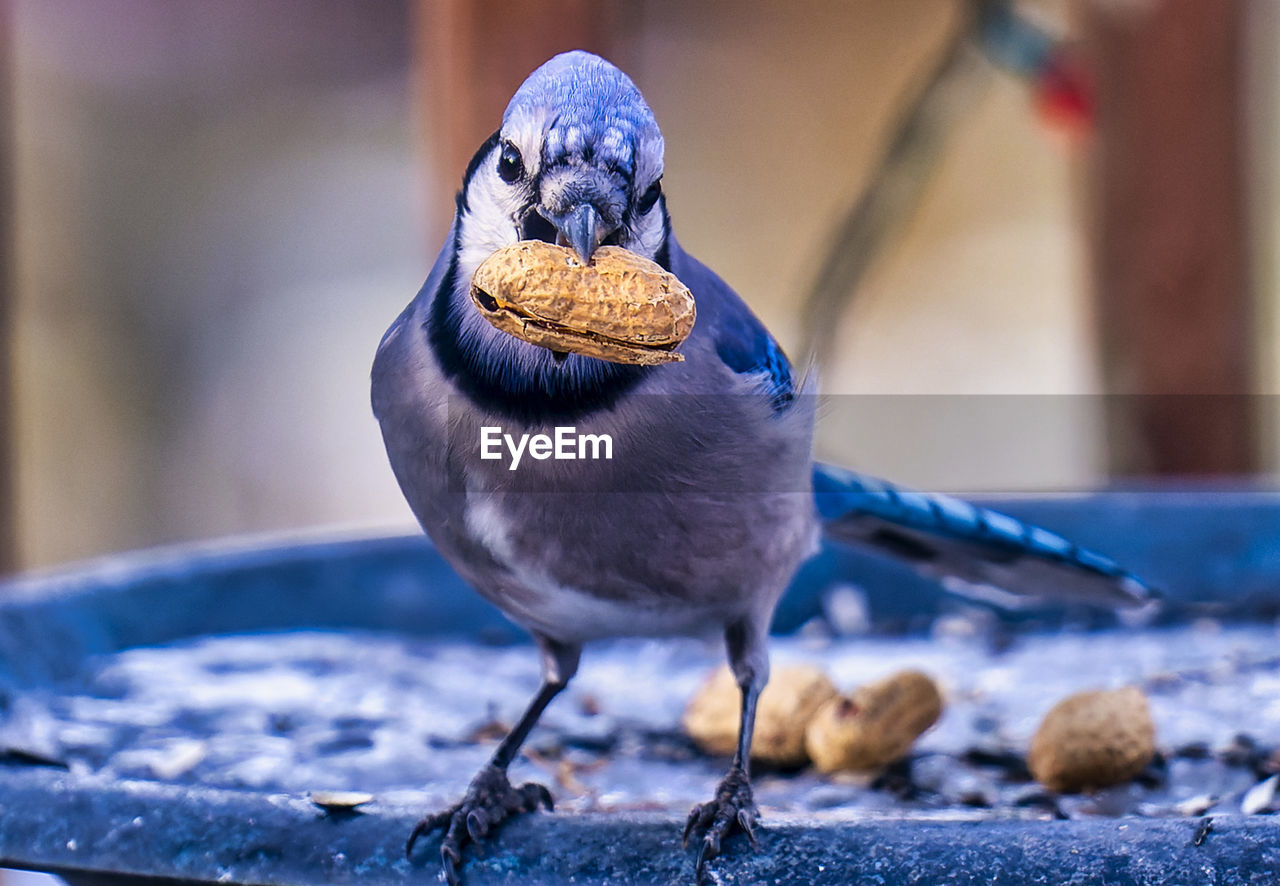 A bluejay finds a peanut on a frozen backyard bird bath