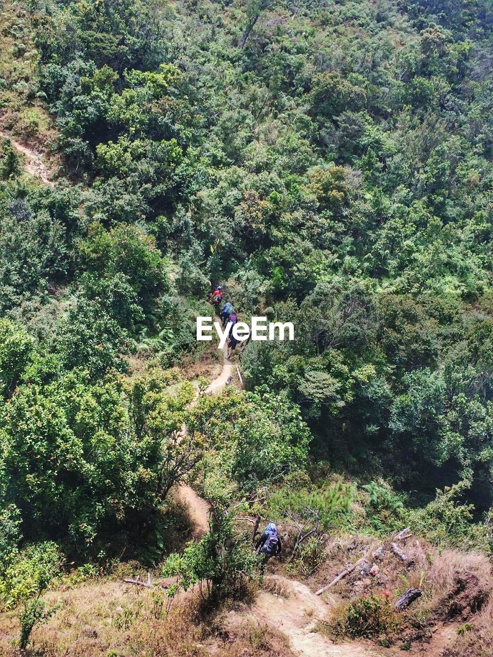 HIGH ANGLE VIEW OF PLANTS GROWING ON LAND AGAINST TREES