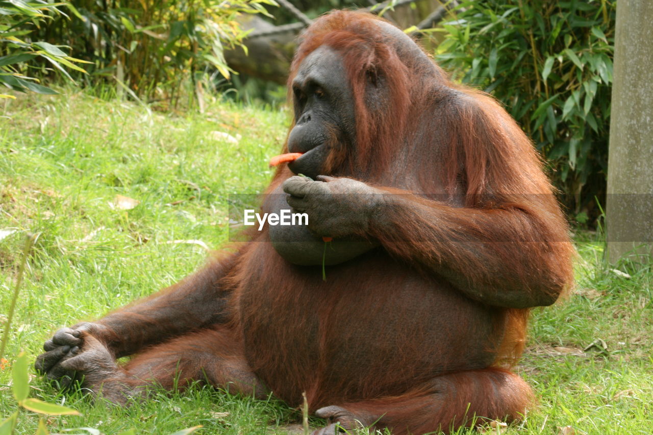 Monkey sitting on grass in zoo