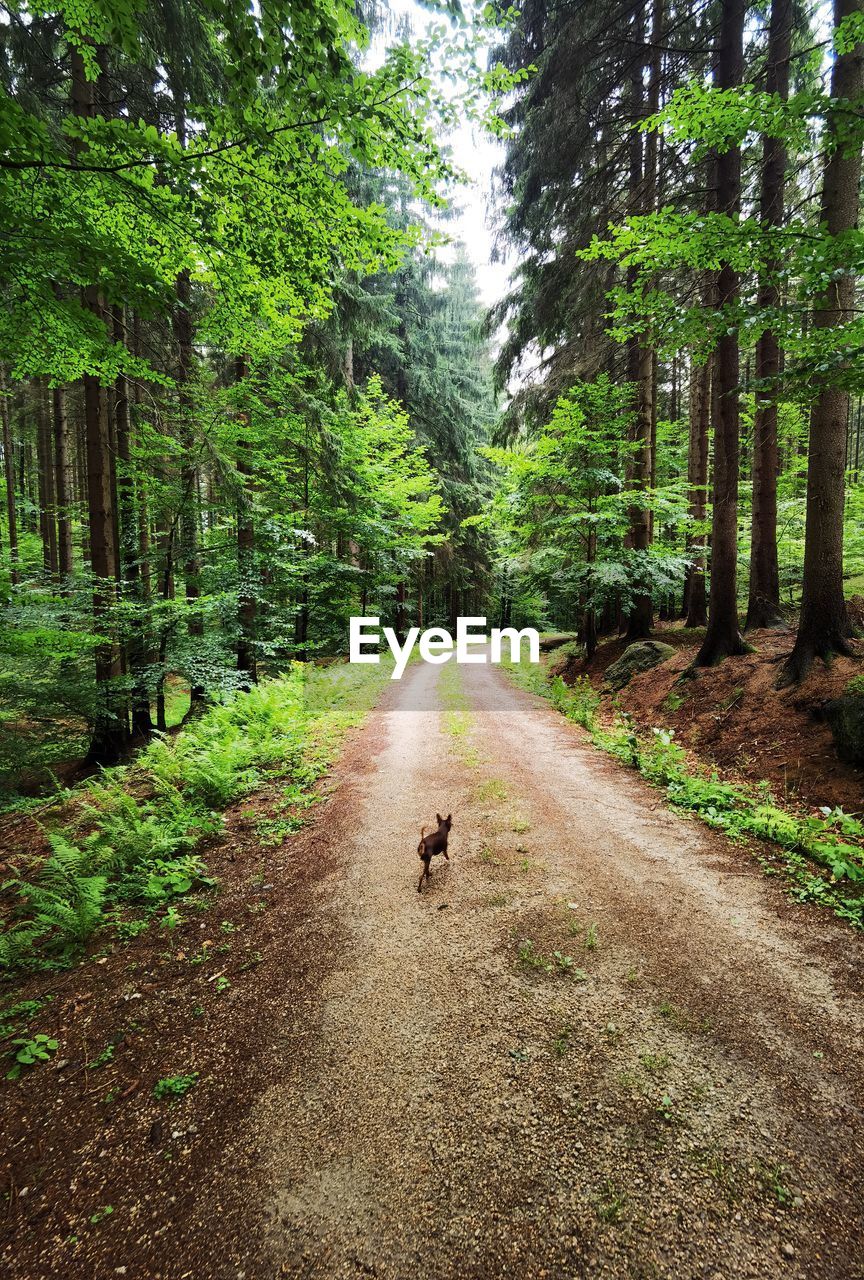 View of dog on road amidst trees in forest