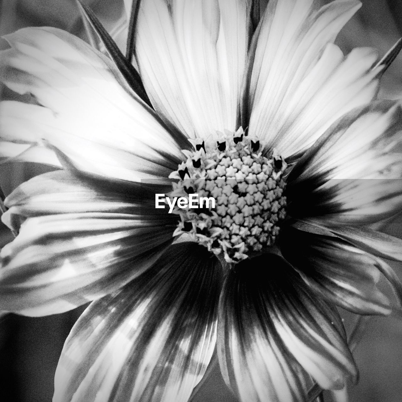 CLOSE-UP OF FLOWER POLLEN