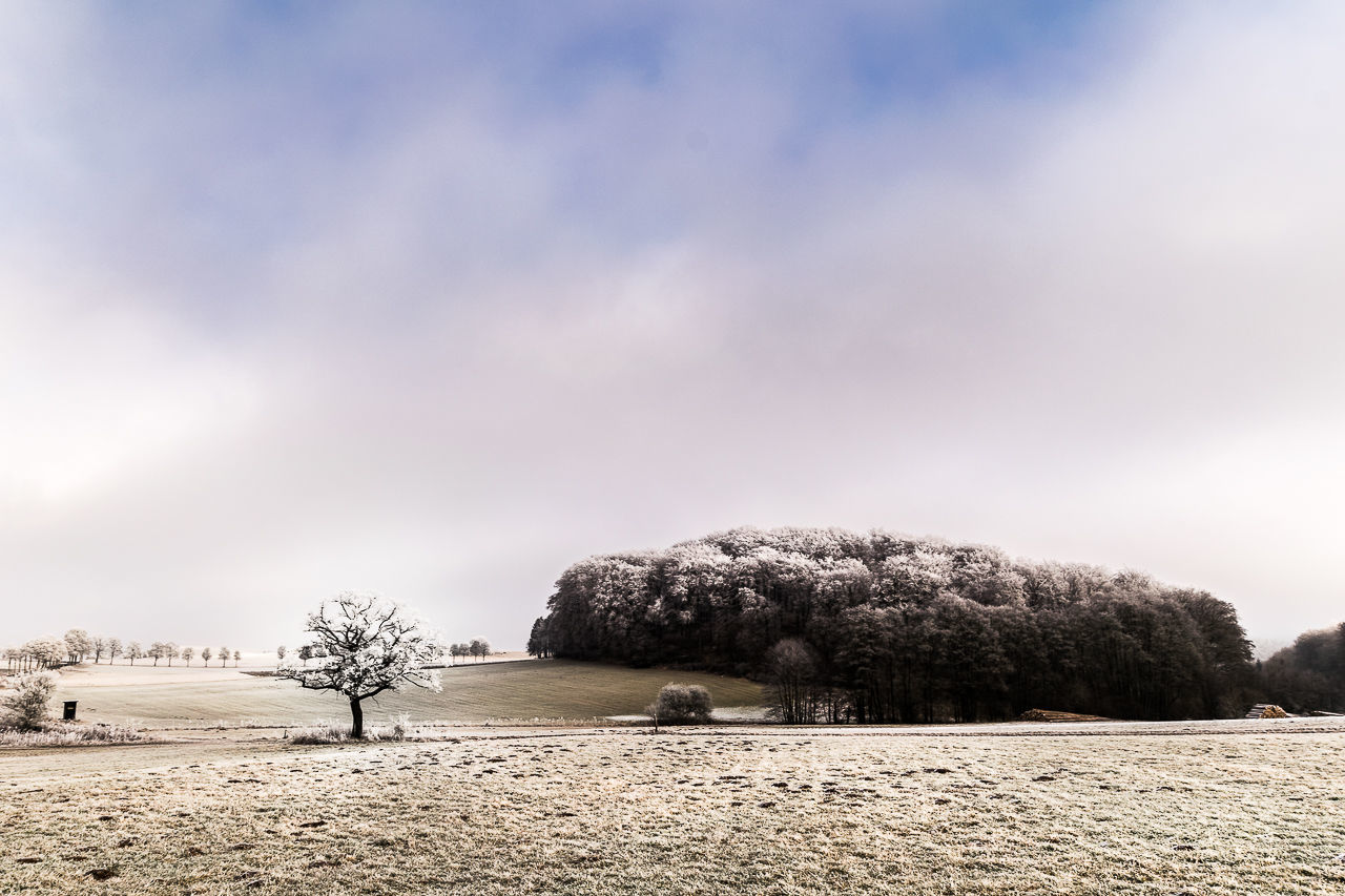 Trees on field against sky during winter