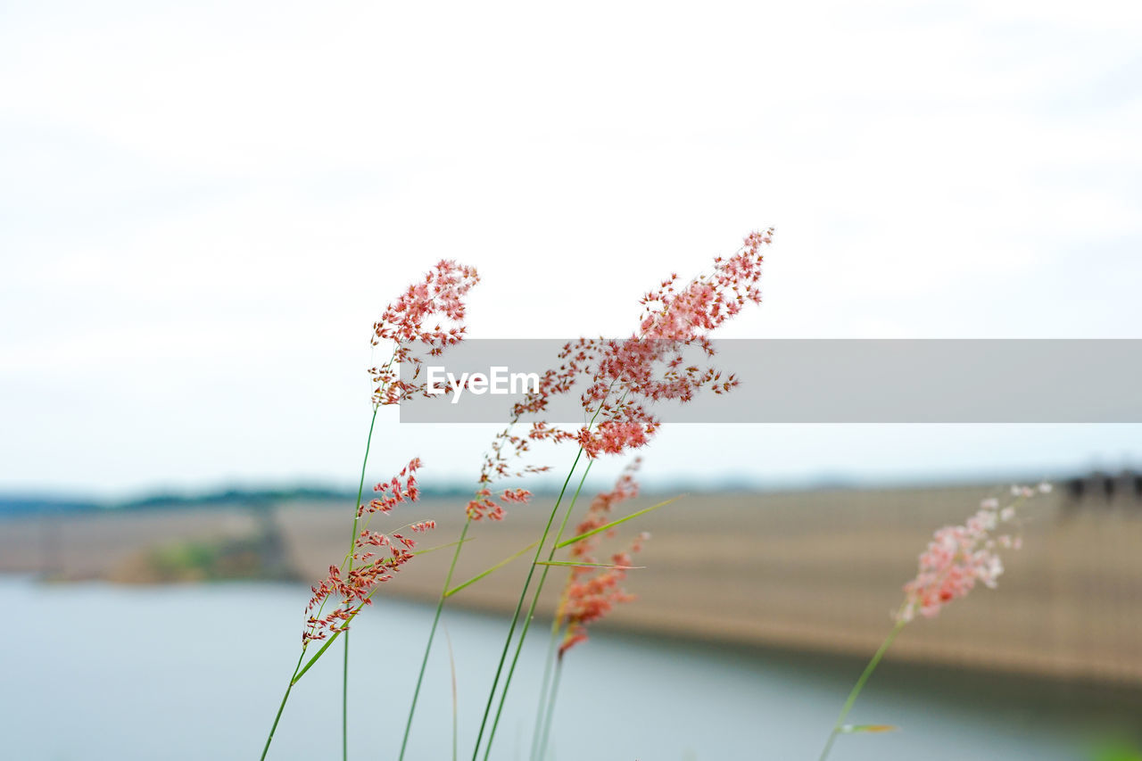 Closeup flower grass in field with blurred concrete structure in background.