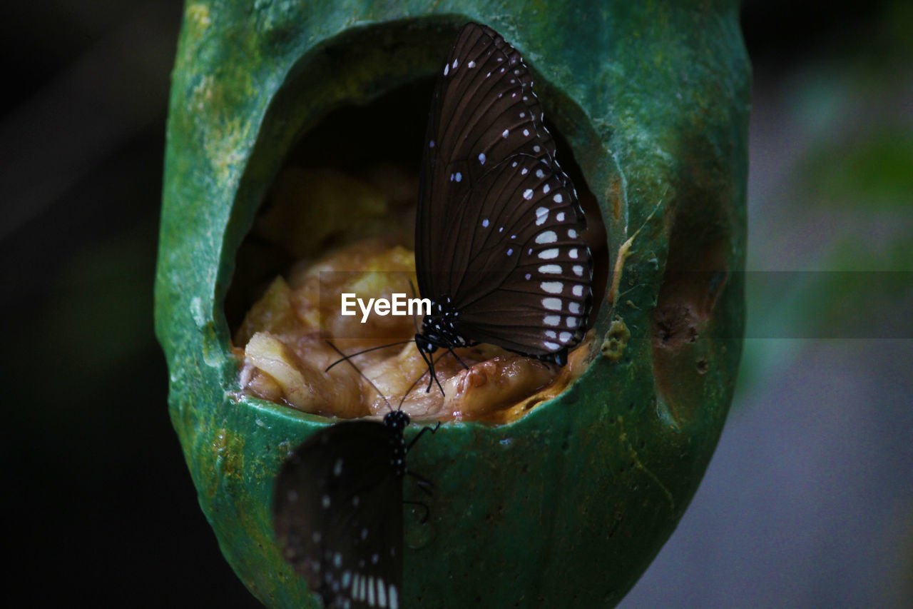 CLOSE-UP OF BUTTERFLY IN A LEAF