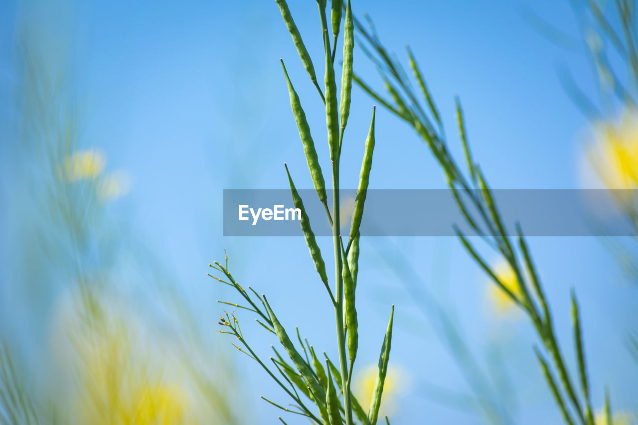 CLOSE-UP OF CROPS AGAINST SKY