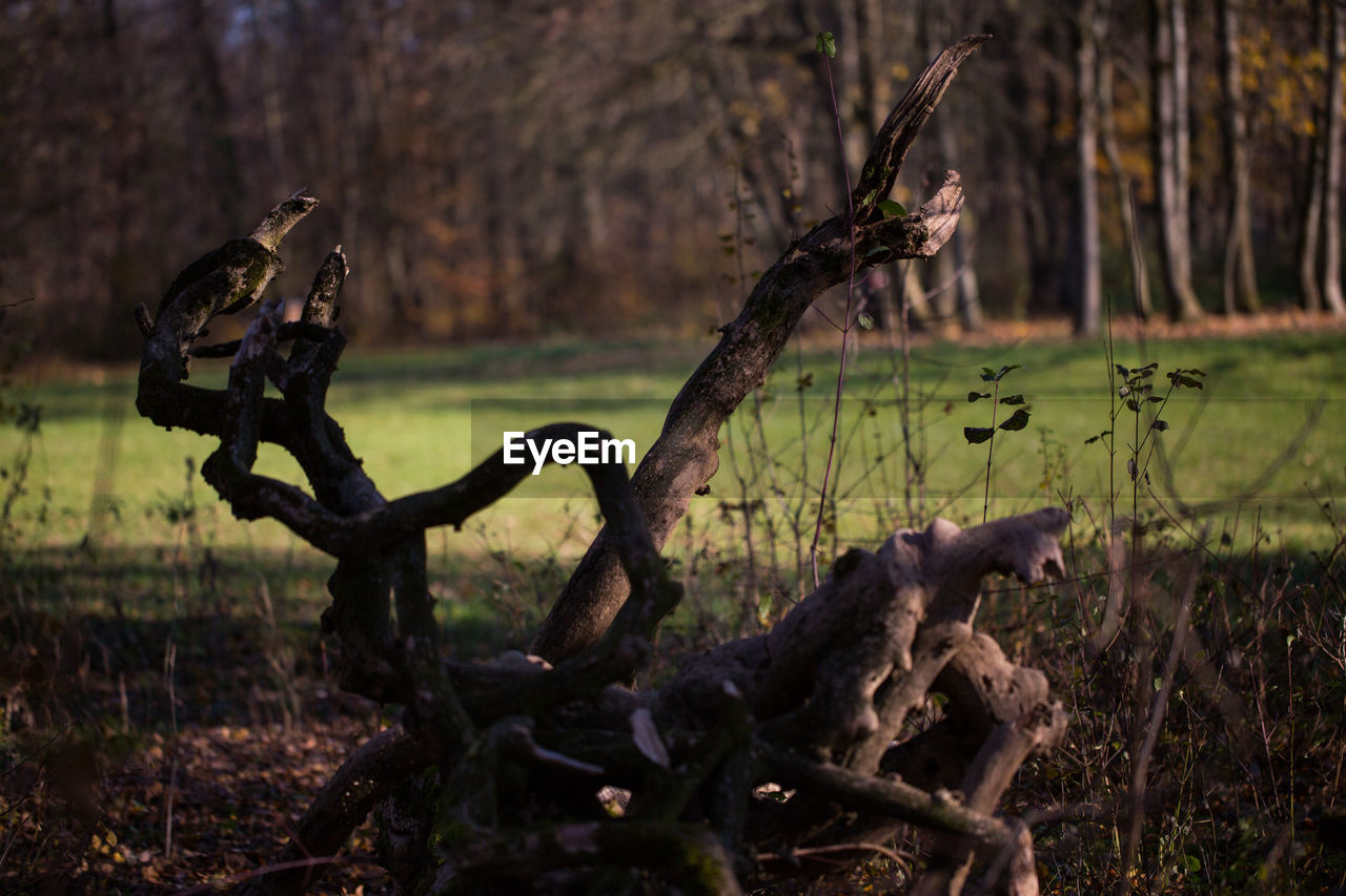 FALLEN TREE IN FIELD