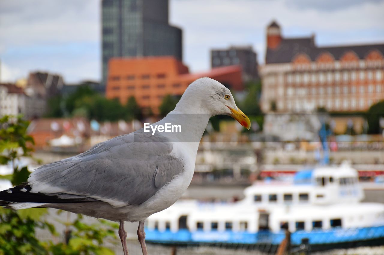 Close-up of seagull perching on a building