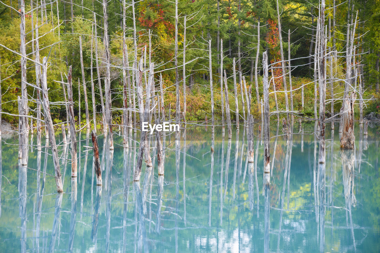 SCENIC VIEW OF LAKE AT FOREST