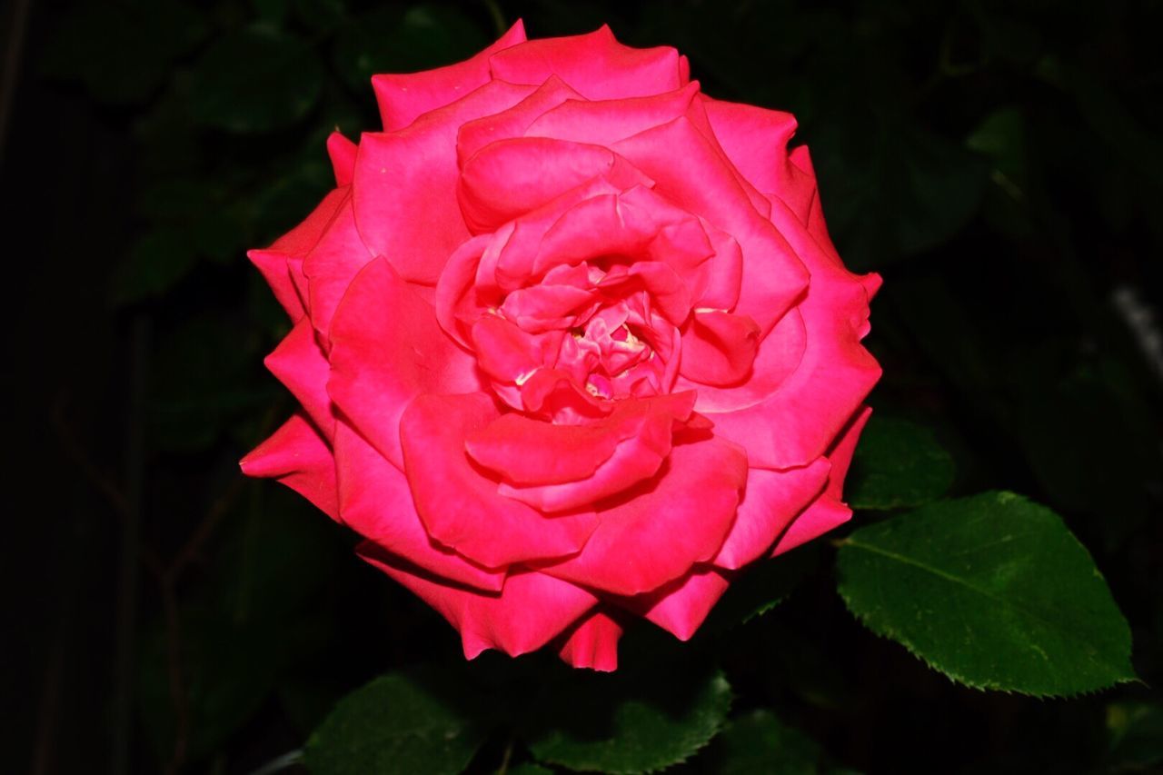 CLOSE-UP OF PINK ROSE