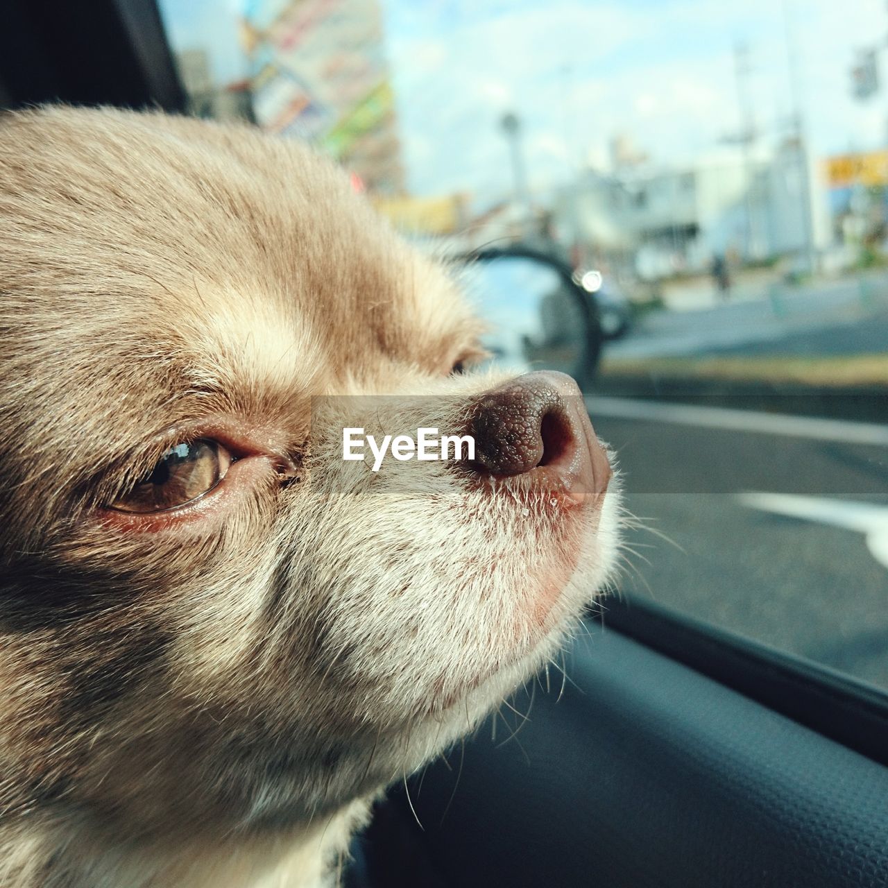 CLOSE-UP OF DOG WITH MOUTH OPEN