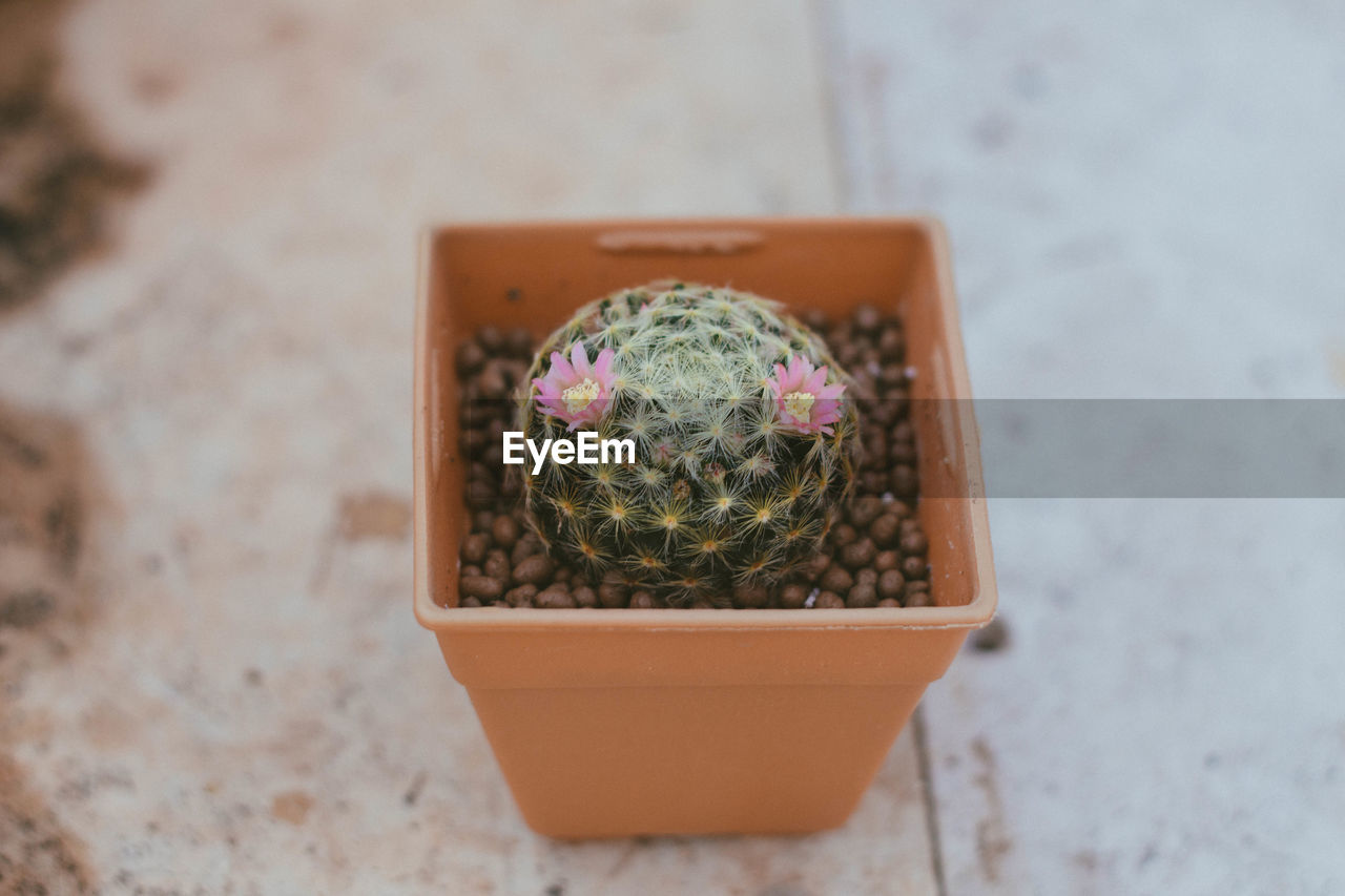 HIGH ANGLE VIEW OF POTTED PLANT ON POT