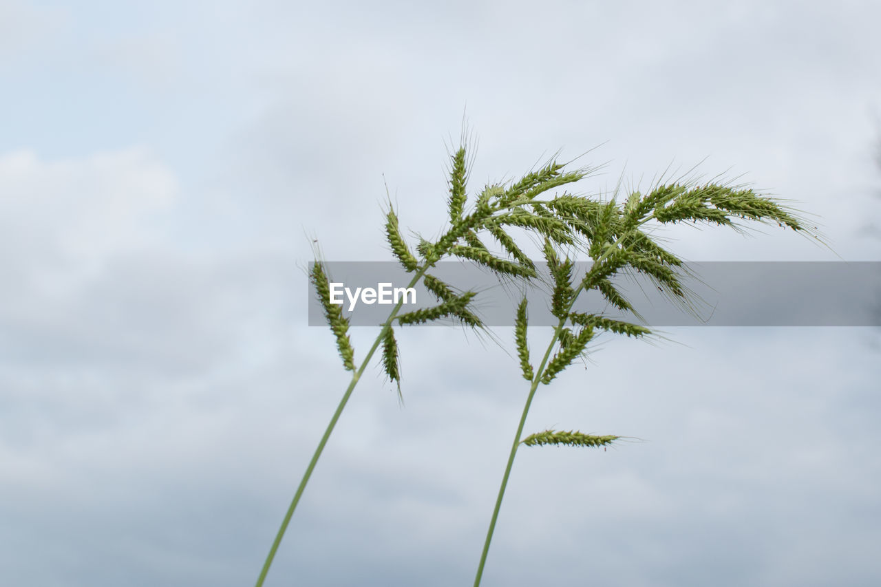 Low angle view of plant against sky