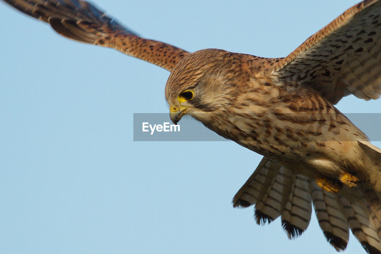 Low angle view of kestrel flying against clear sky