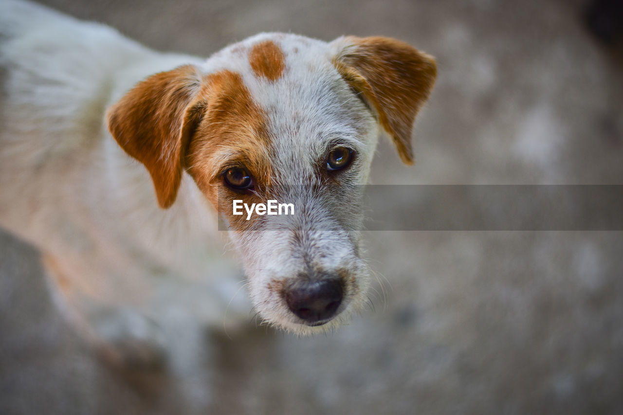 Close-up portrait of dog