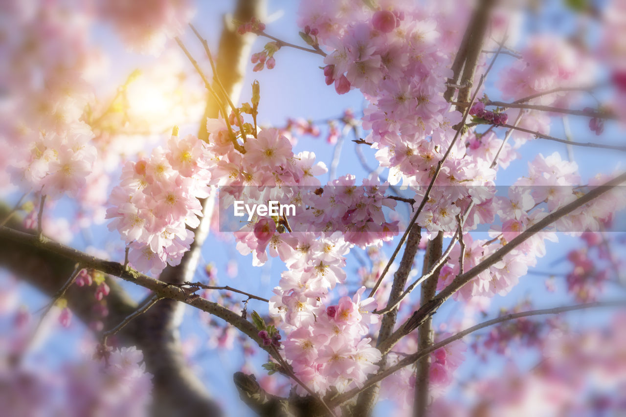 Low angle view of cherry blossoms in spring