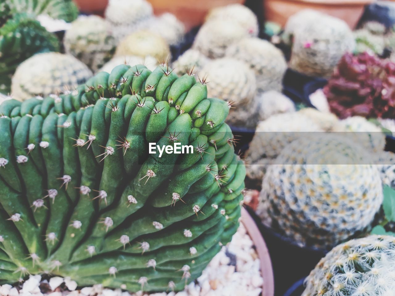 CLOSE-UP OF SUCCULENT PLANT FOR SALE