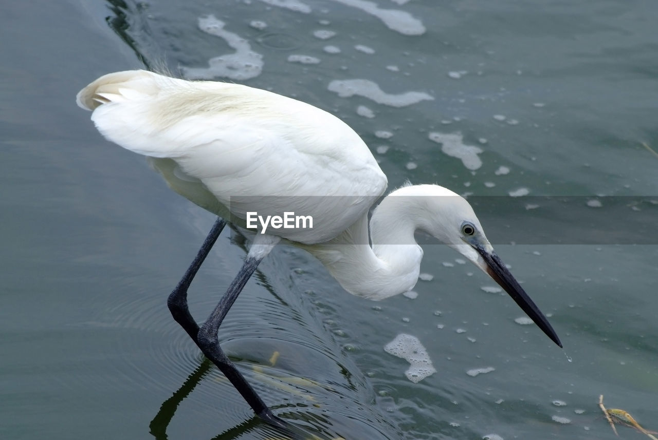 HIGH ANGLE VIEW OF A BIRD IN LAKE