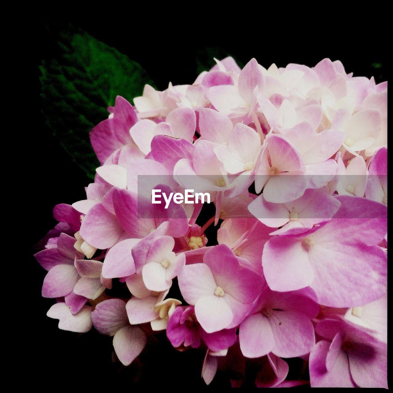 Macro shot of pink hydrangea flowers