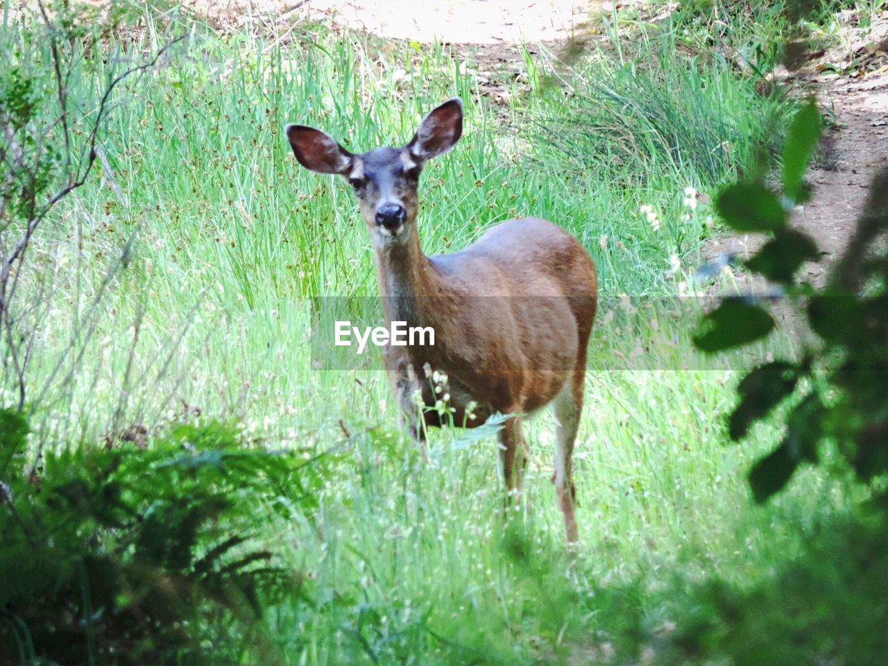 Portrait of a deer on grassland