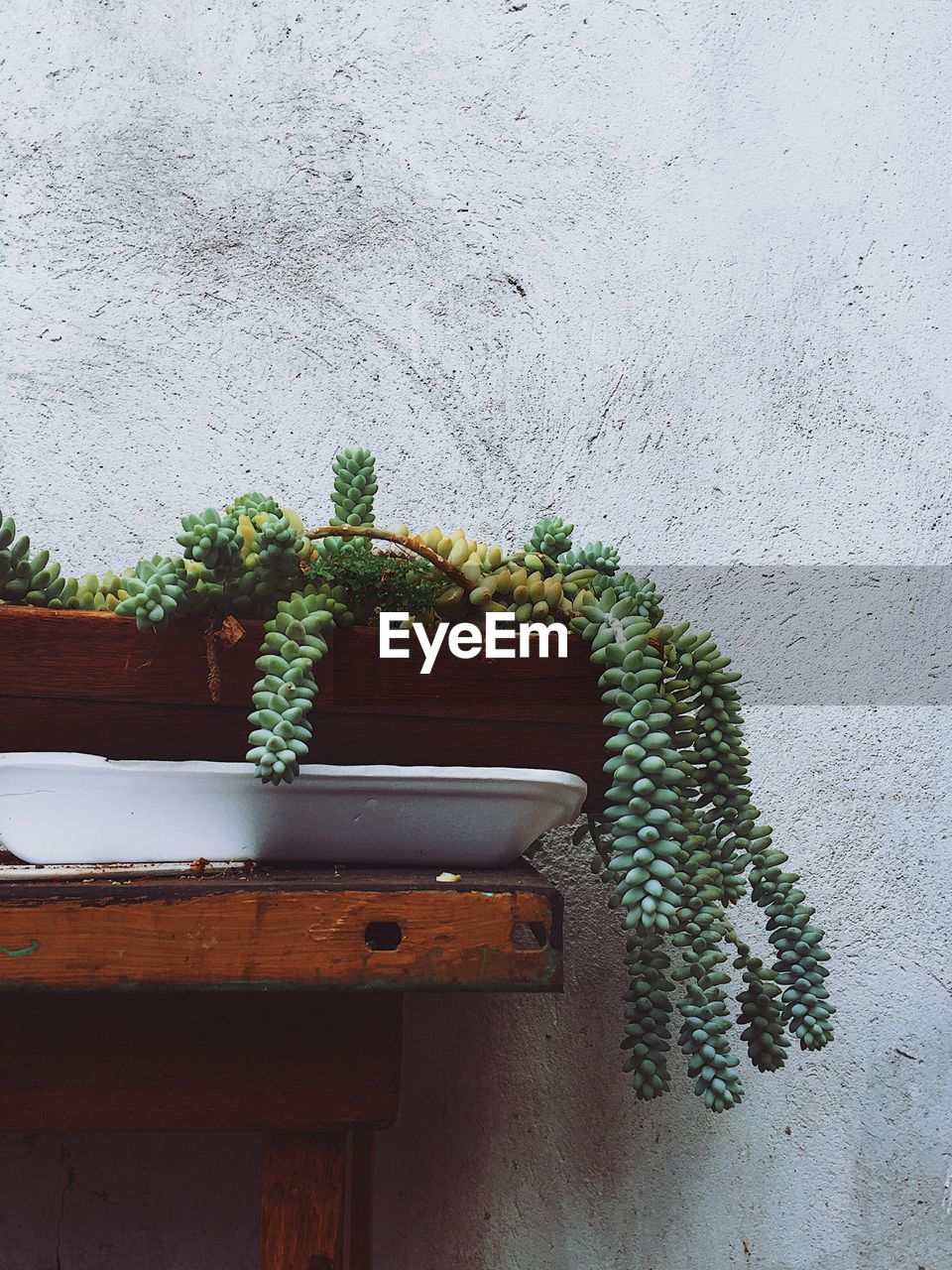 POTTED PLANT AGAINST WALL