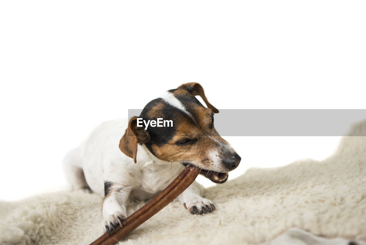 CLOSE-UP OF DOG OVER WHITE BACKGROUND