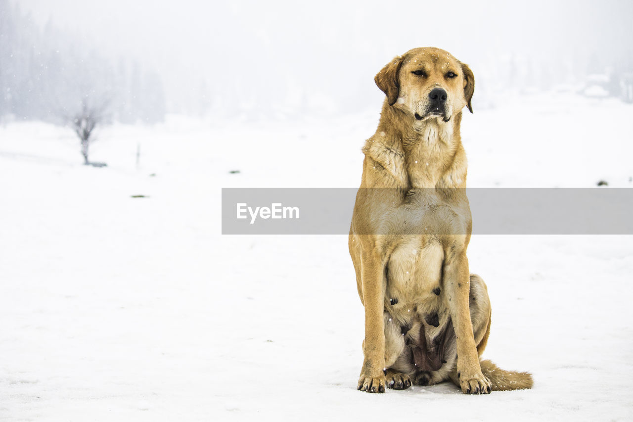 Portrait of dog sitting on snow field during winter