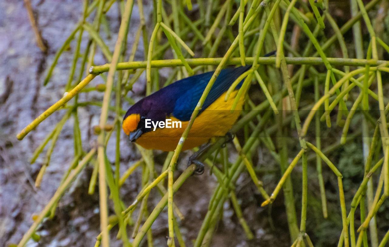 CLOSE-UP OF A BIRD PERCHING ON A PLANT