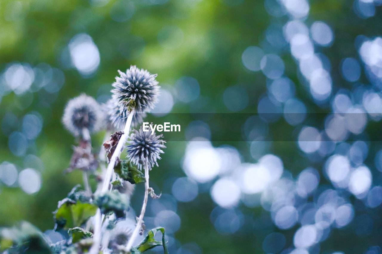 Close-up of flowering plant against blurred background