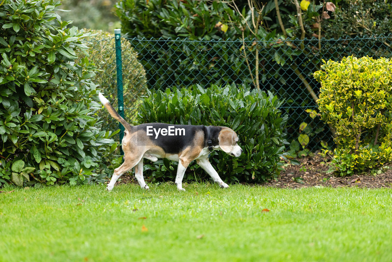 SIDE VIEW OF DOG RUNNING