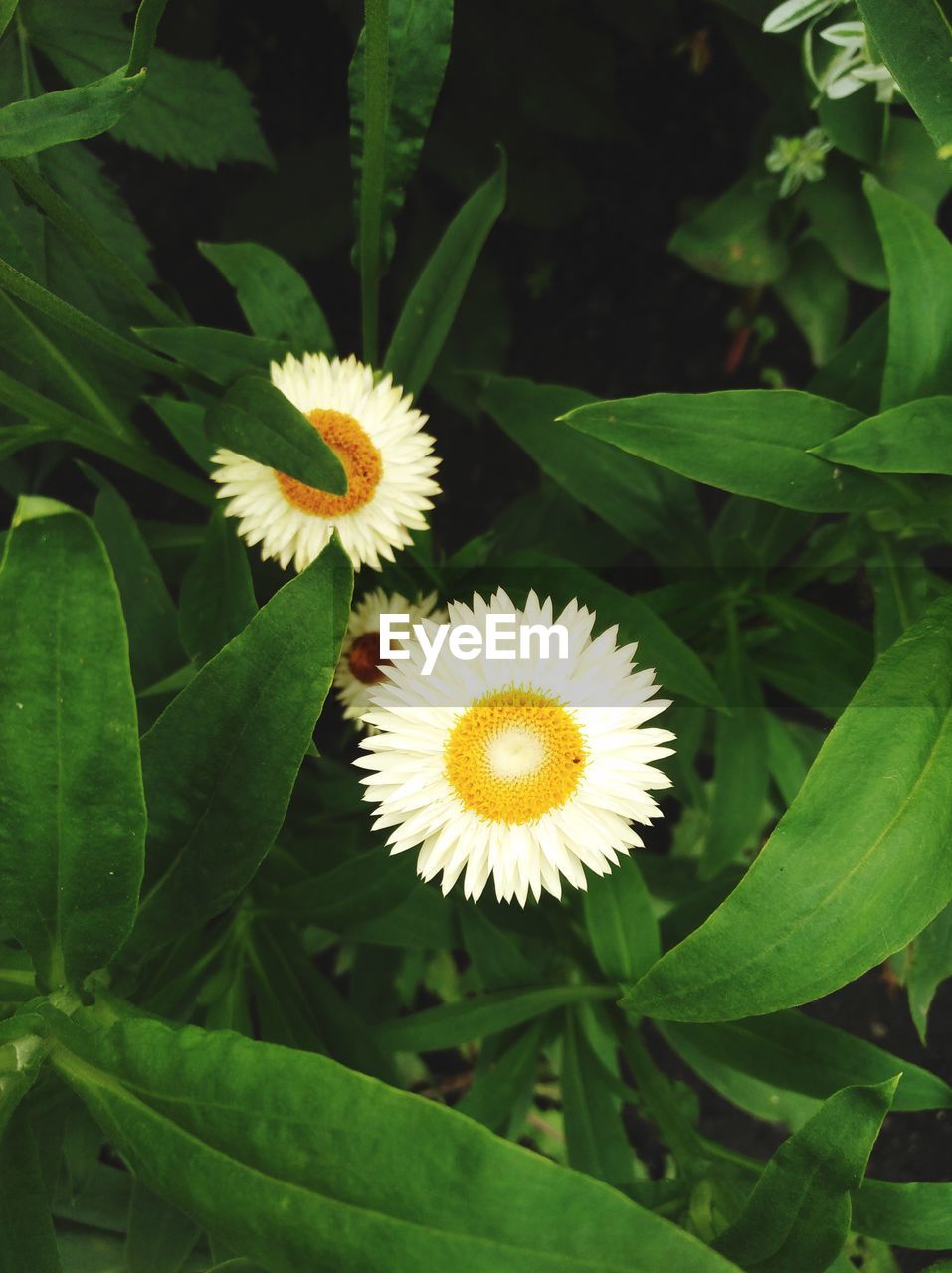 Close-up of white flowering plant