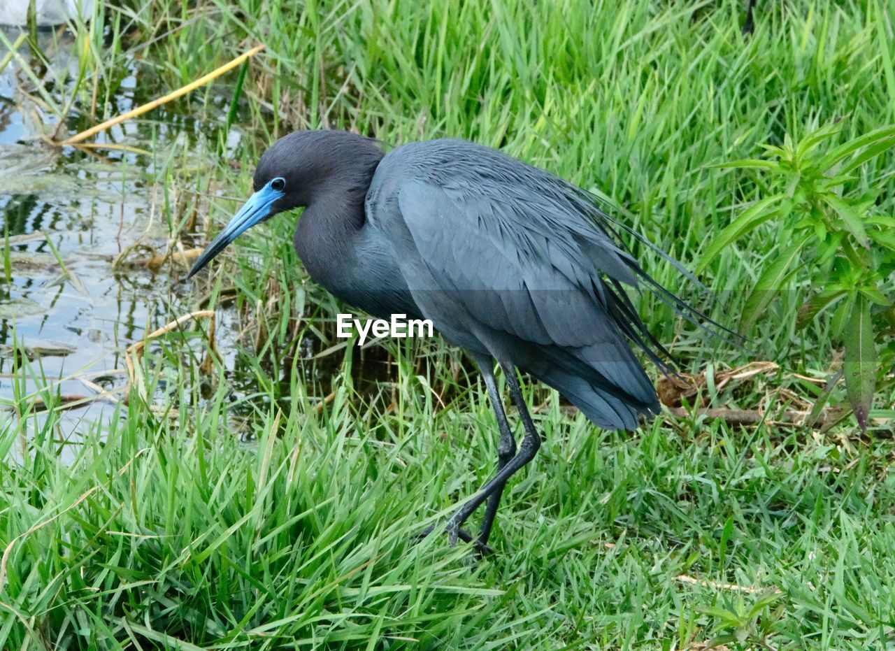 SIDE VIEW OF A BIRD IN WATER