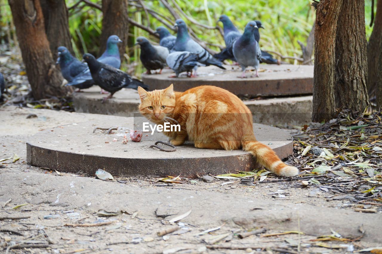 View of a cat and birds on land