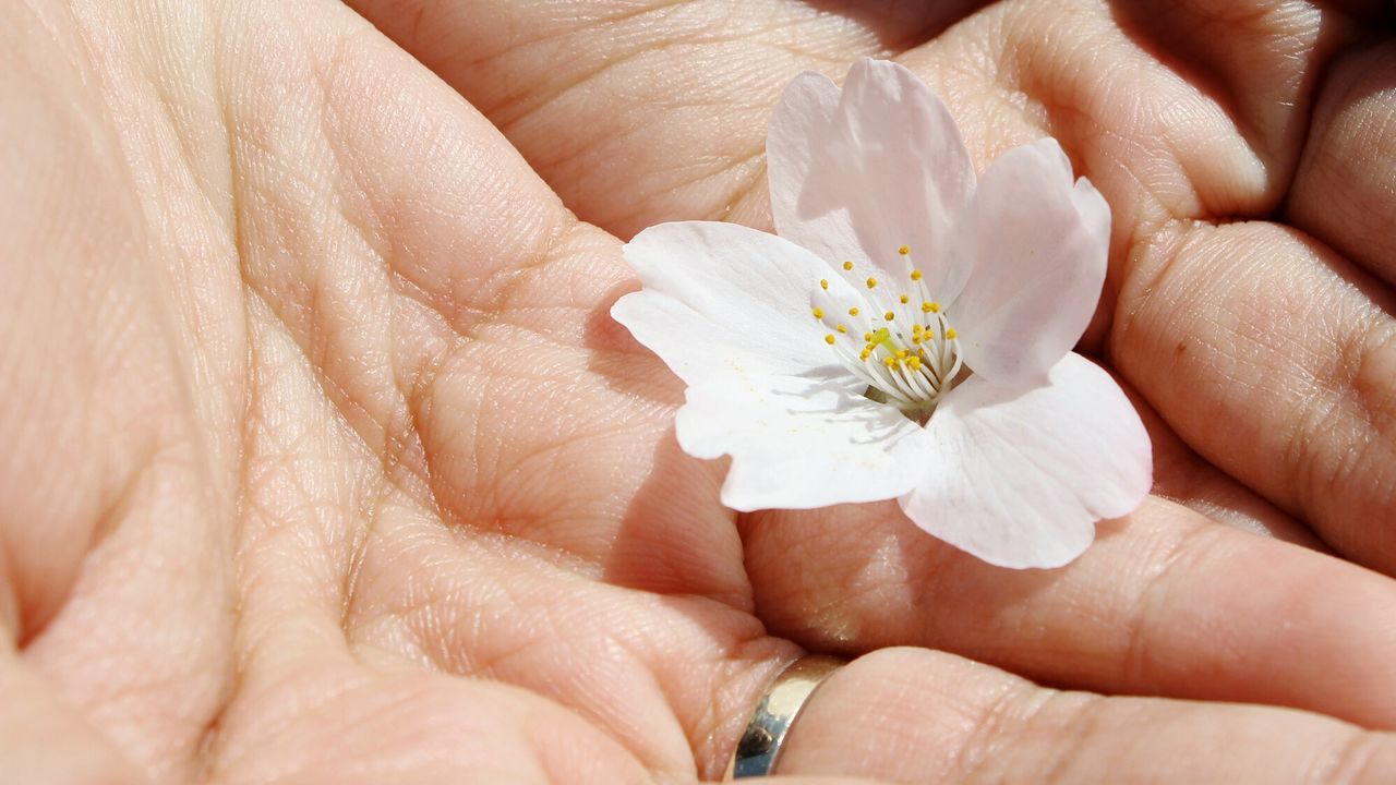 Close-up of hand holding white flower, sakura blossom, cherry blossom, japan